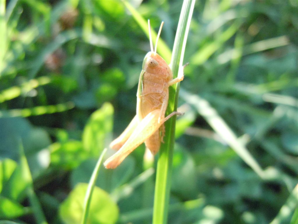 Cavalletta da identificare